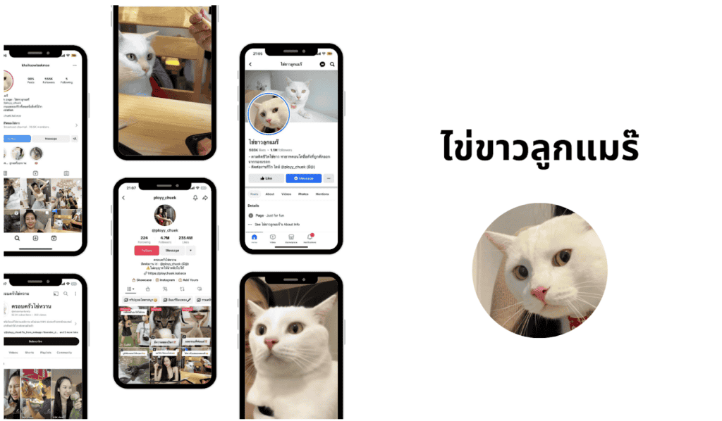 ไข่ขาวลูกแมร๊ : น้องแมวสายฮา