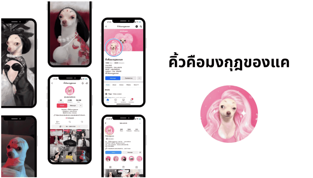 คิ้วคือมงกุฎของแค : ชิวาว่าสุดน่ารัก